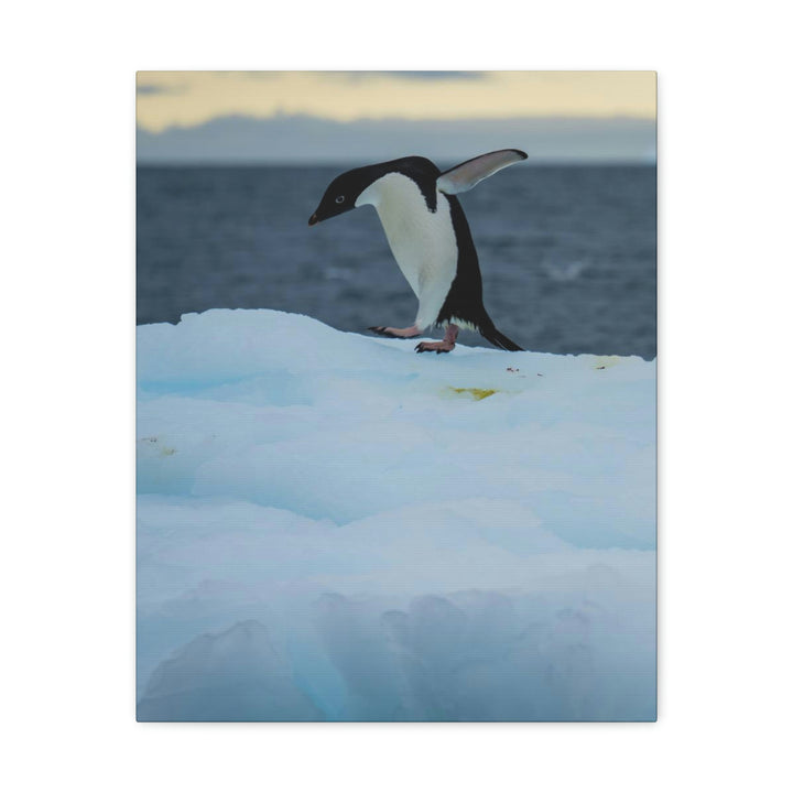 Penguin Dance - Canvas