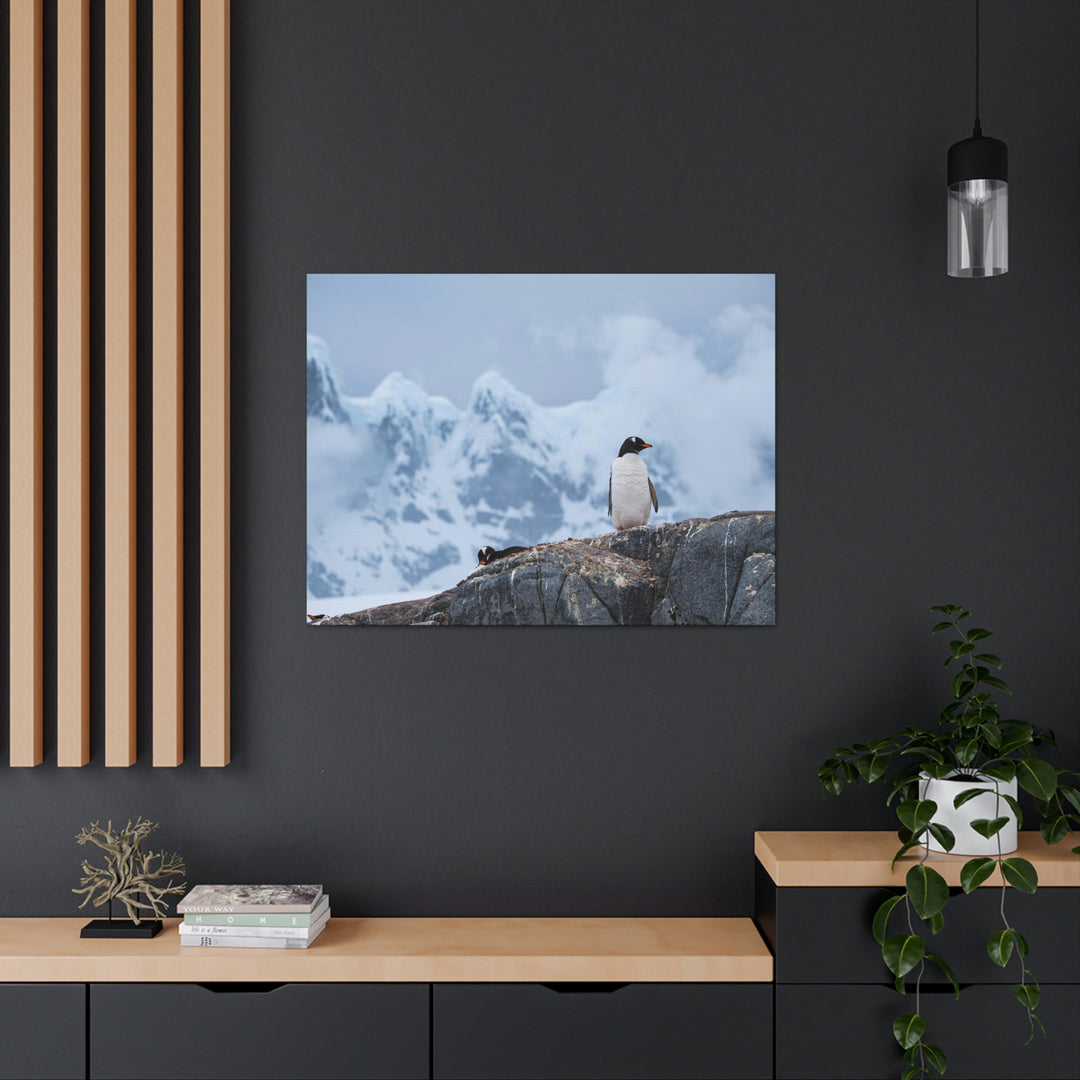 Poised Penguin - Canvas