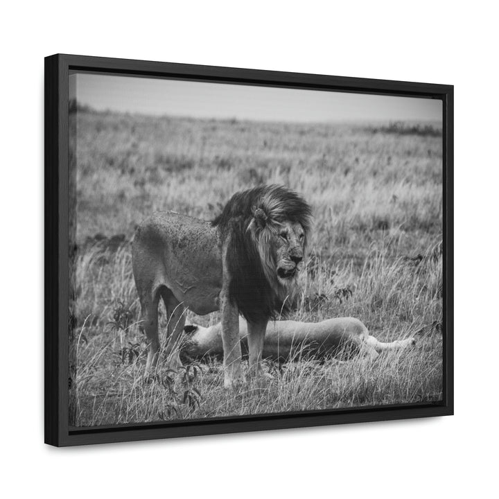 Mating Lions in Black and White - Canvas with Frame