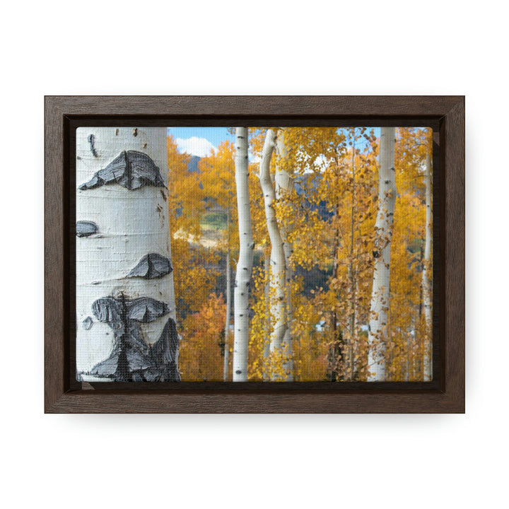 Aspens Changing - Canvas with Frame