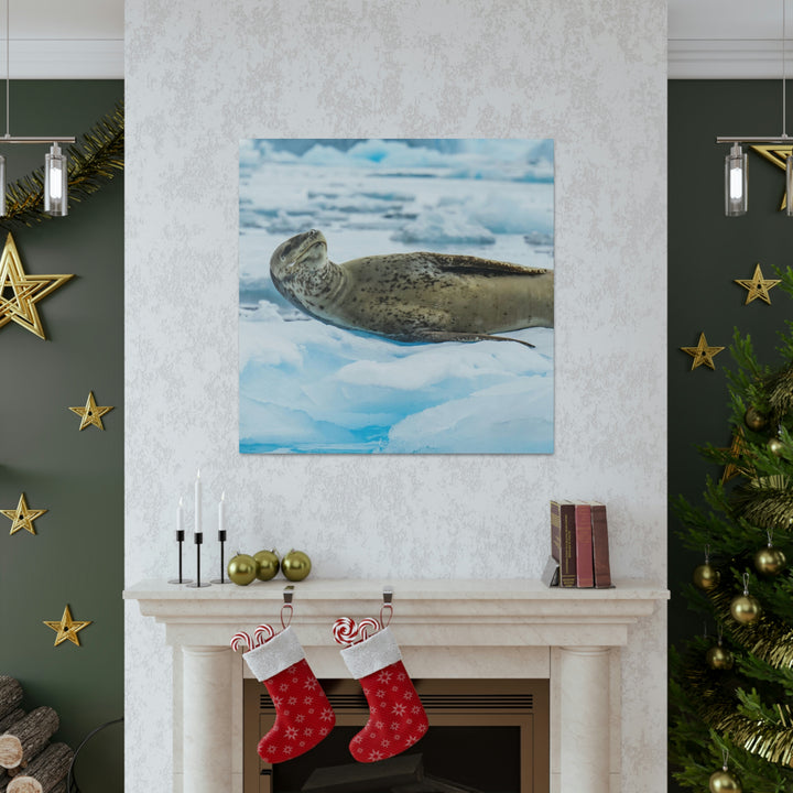 Leopard Seal Relaxing - Canvas