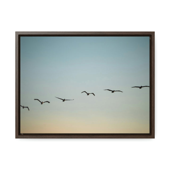 Brown Pelicans in Flight - Canvas with Frame