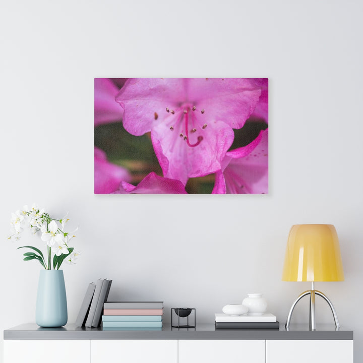 Soft Pinks - Canvas