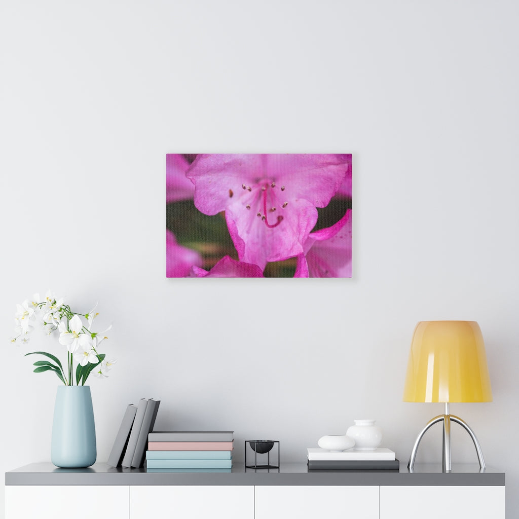 Soft Pinks - Canvas