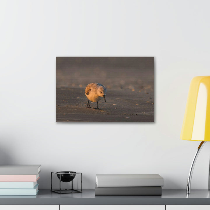 Feeding Sanderling - Canvas