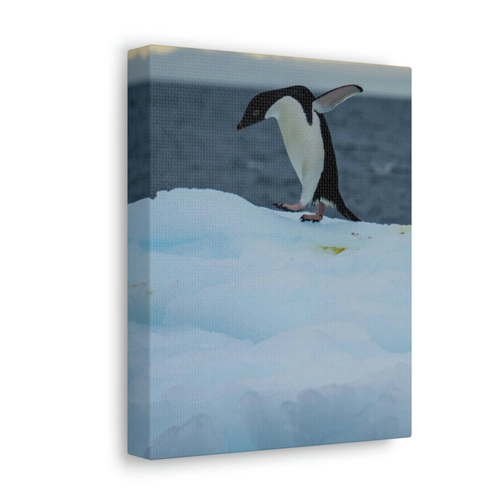 Penguin Dance - Canvas