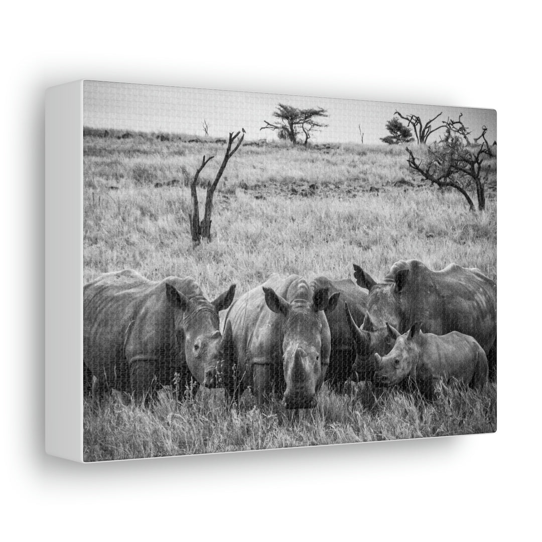 Rhino Family in Black and White - Canvas