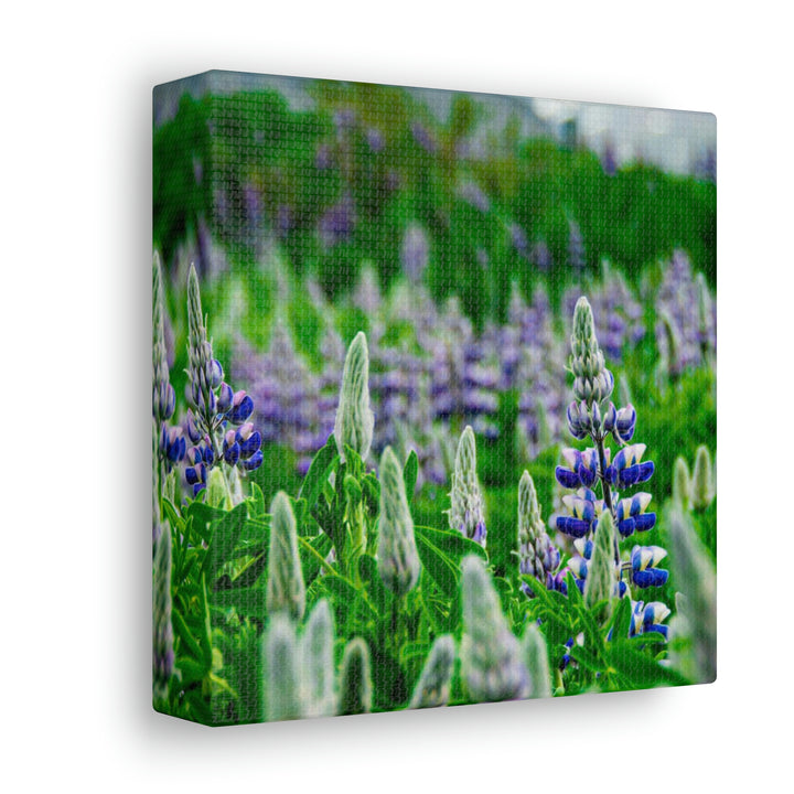 Glowing Lupin with Mountains - Canvas