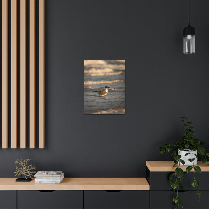 Laughing Gull in the Surf - Canvas