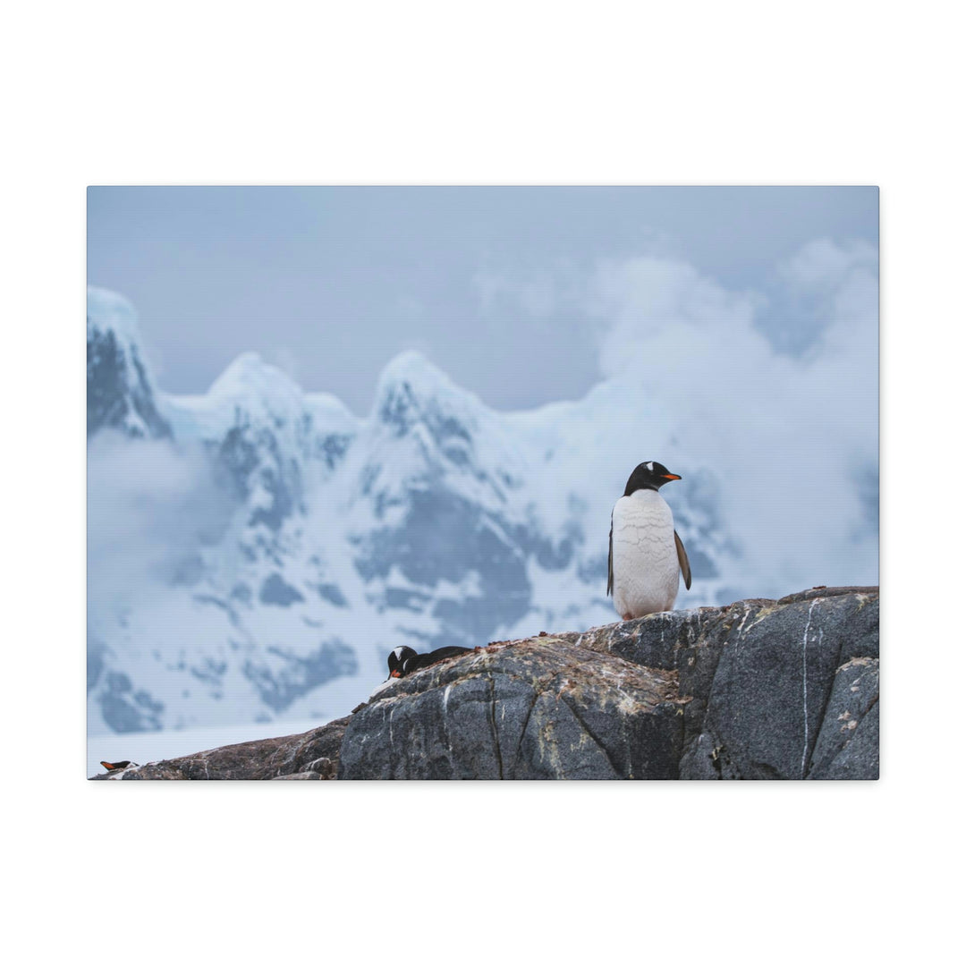 Poised Penguin - Canvas