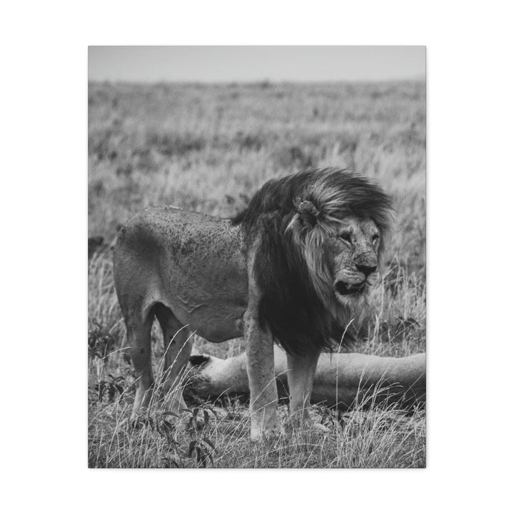 Mating Lions in Black and White - Canvas