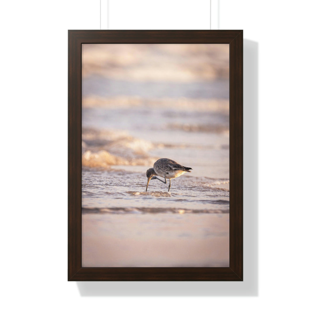 Willet Itch - Framed Print