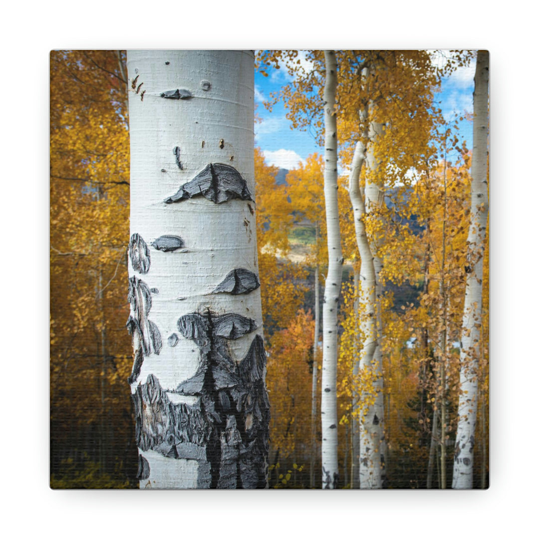 Aspens Changing - Canvas