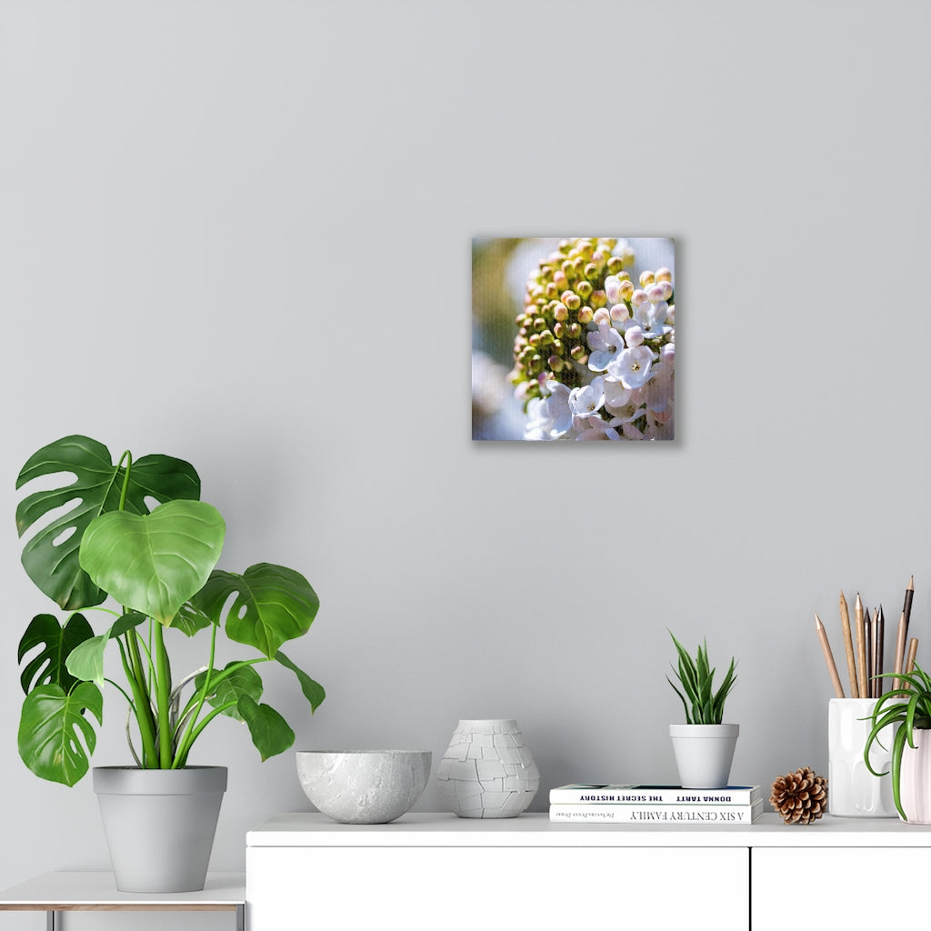 Mid-Bloom - Canvas