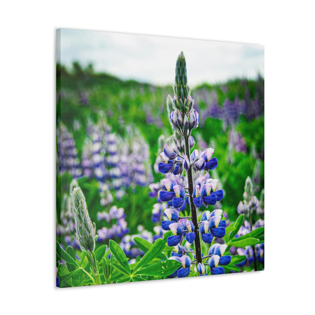 Glowing Lupin - Canvas