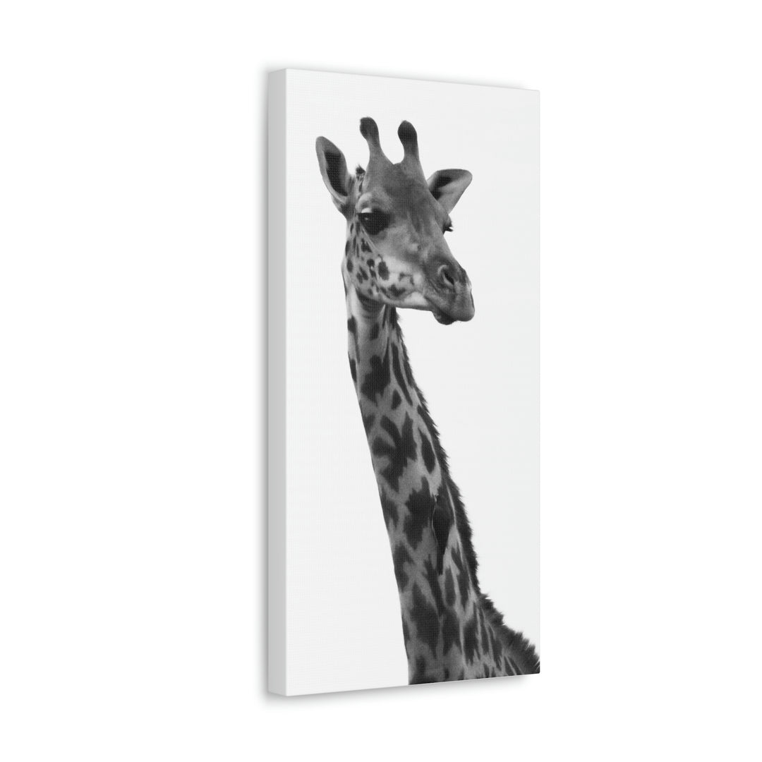 Giraffe Portrait in Black and White  - Canvas