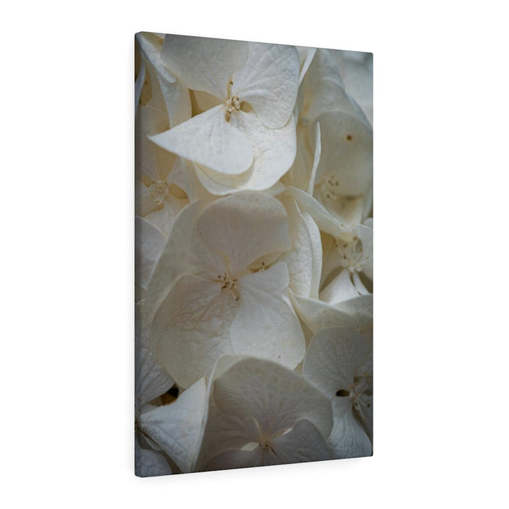 White Hydrangea Detail - Canvas