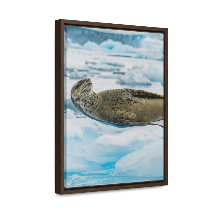 Leopard Seal Relaxing - Canvas with Frame