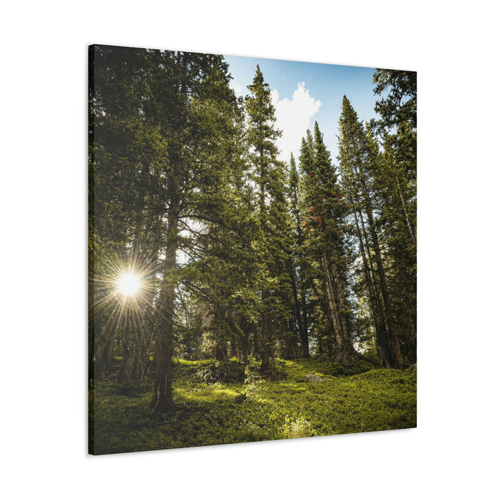 Forest Light - Canvas