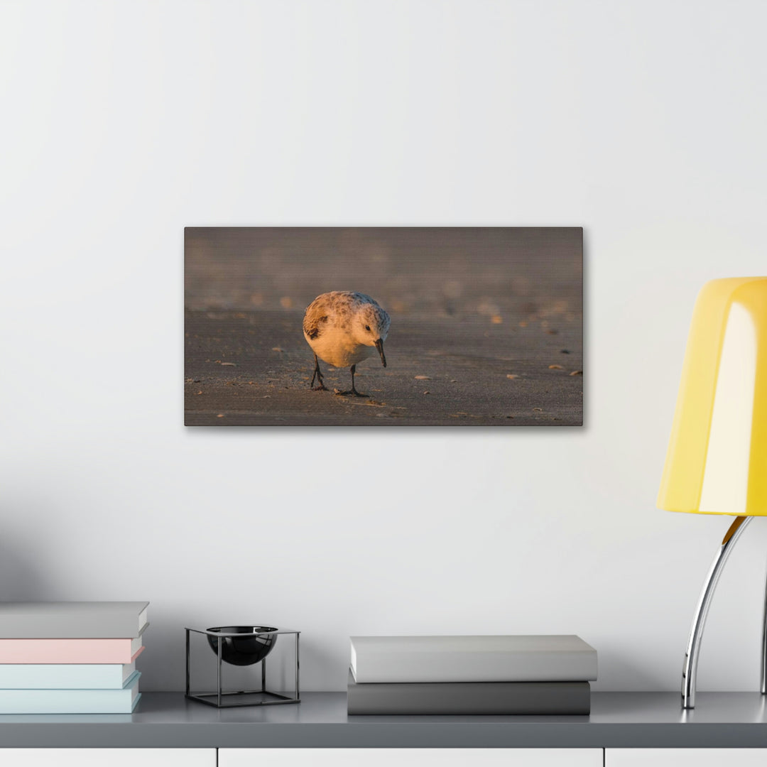 Feeding Sanderling - Canvas