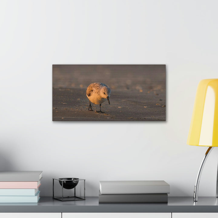 Feeding Sanderling - Canvas