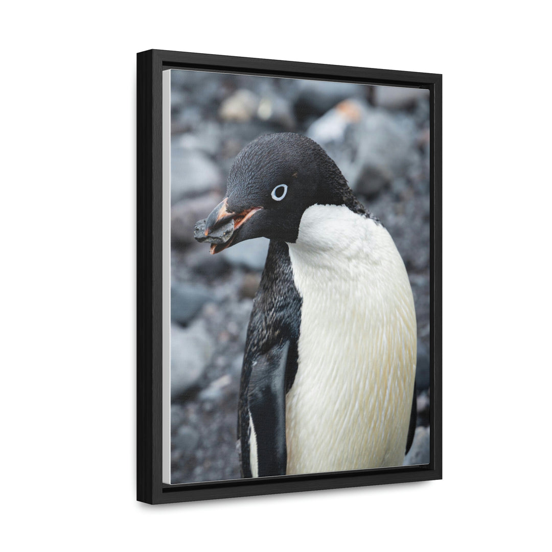 A Penguin's Pebble - Canvas with Frame