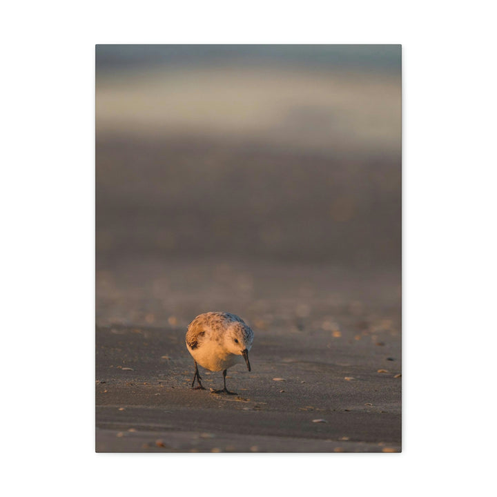 Feeding Sanderling - Canvas