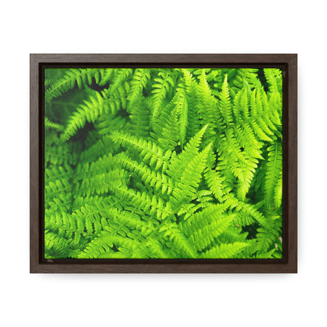 Ferns, Ferns, Ferns - Canvas with Frame