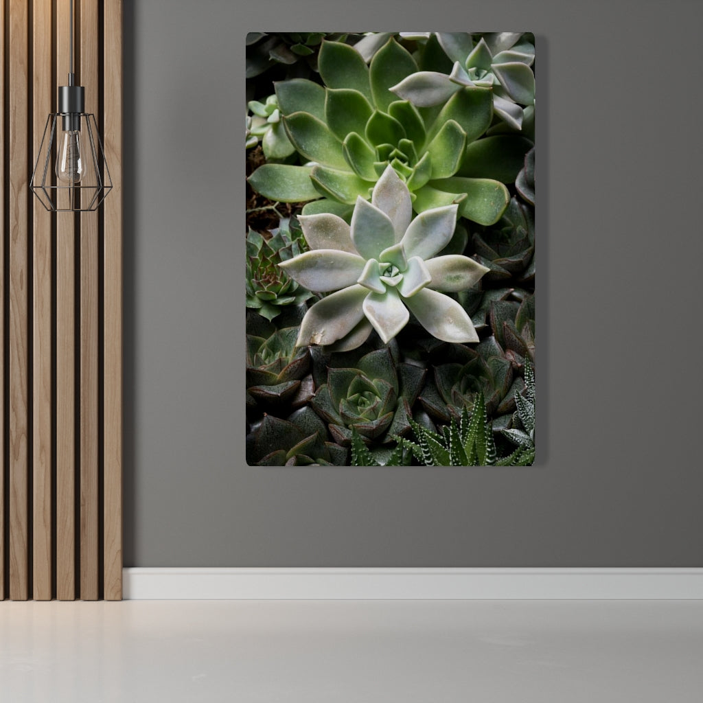 Succulent - Array - Canvas