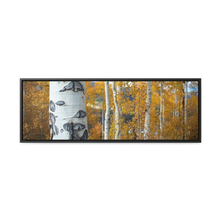 Aspens Changing - Canvas with Frame