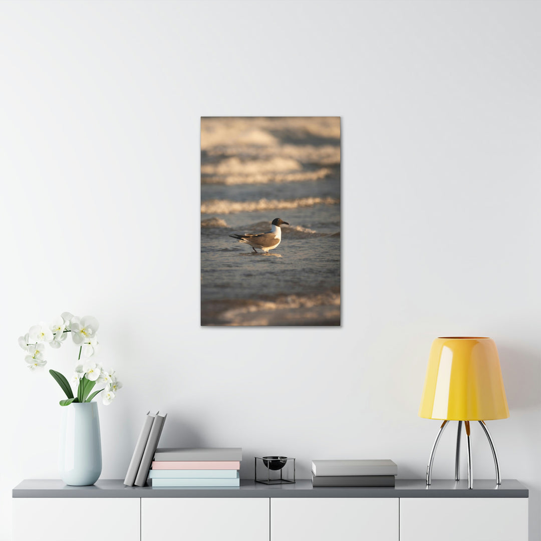 Laughing Gull in the Surf - Canvas