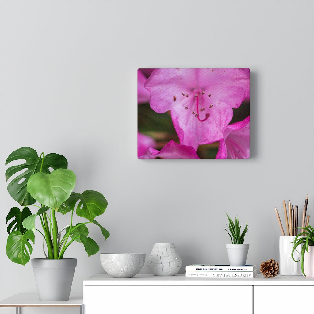 Soft Pinks - Canvas