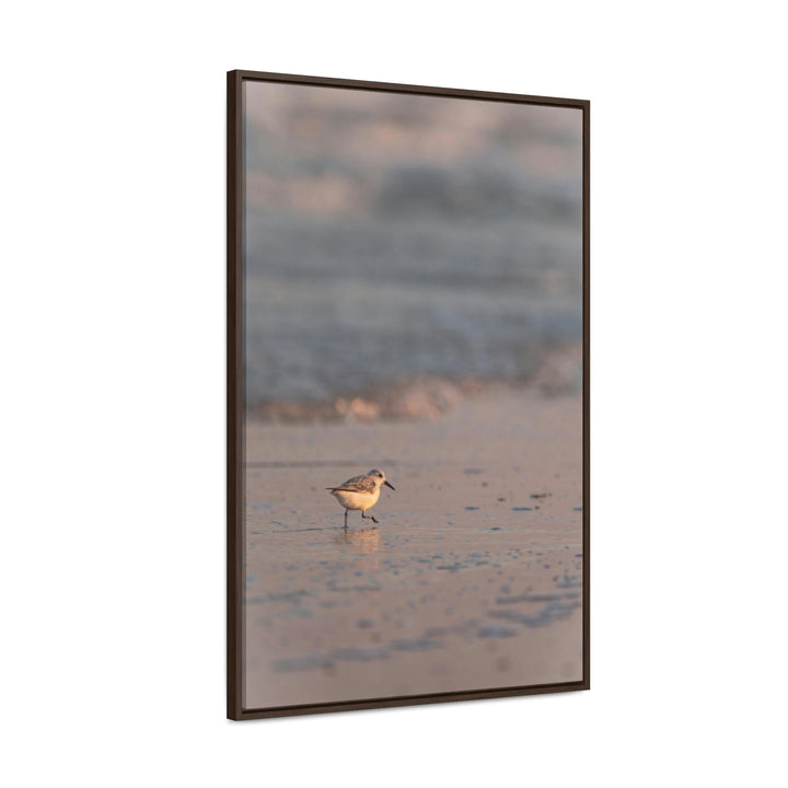 Sanderling in Soft Dusk Light - Canvas with Frame