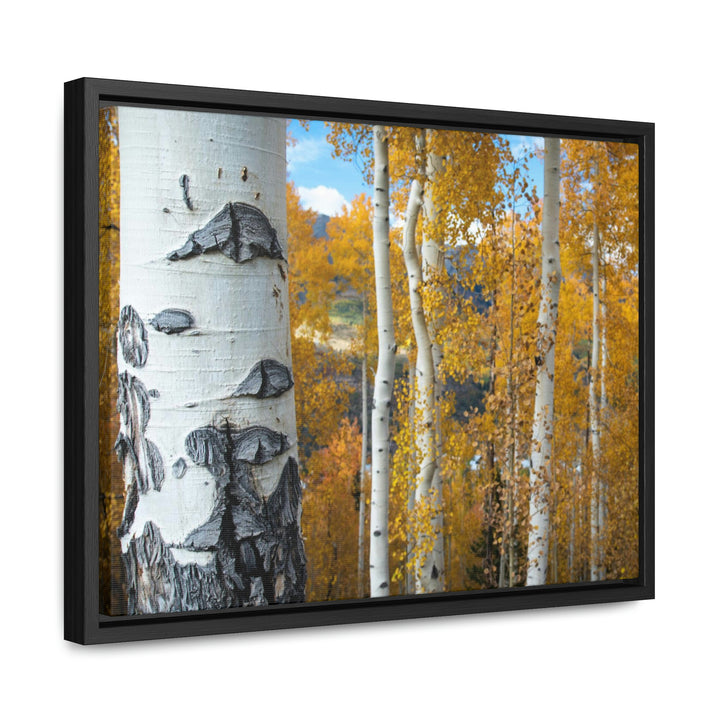 Aspens Changing - Canvas with Frame