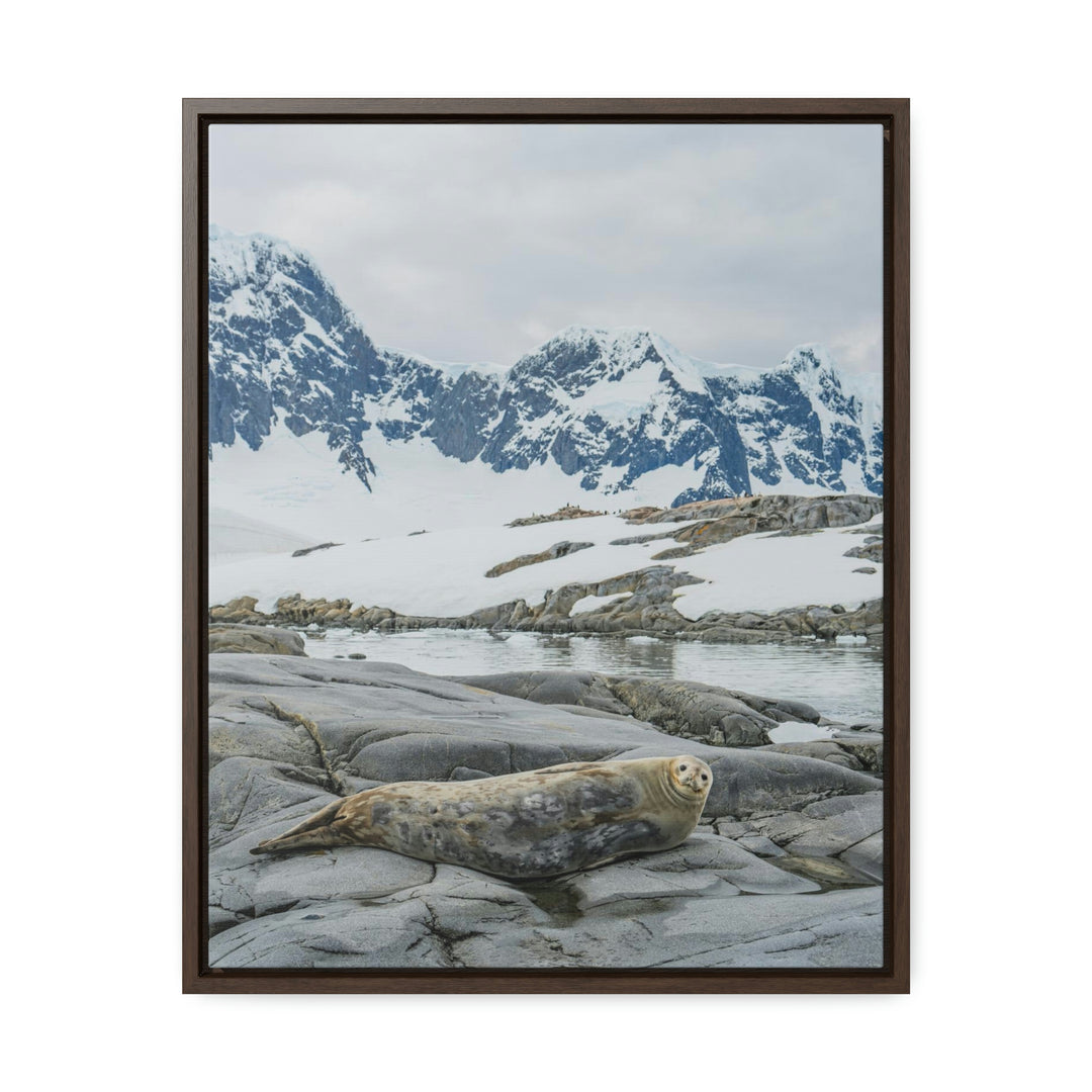 Weddell Relaxing - Canvas with Frame