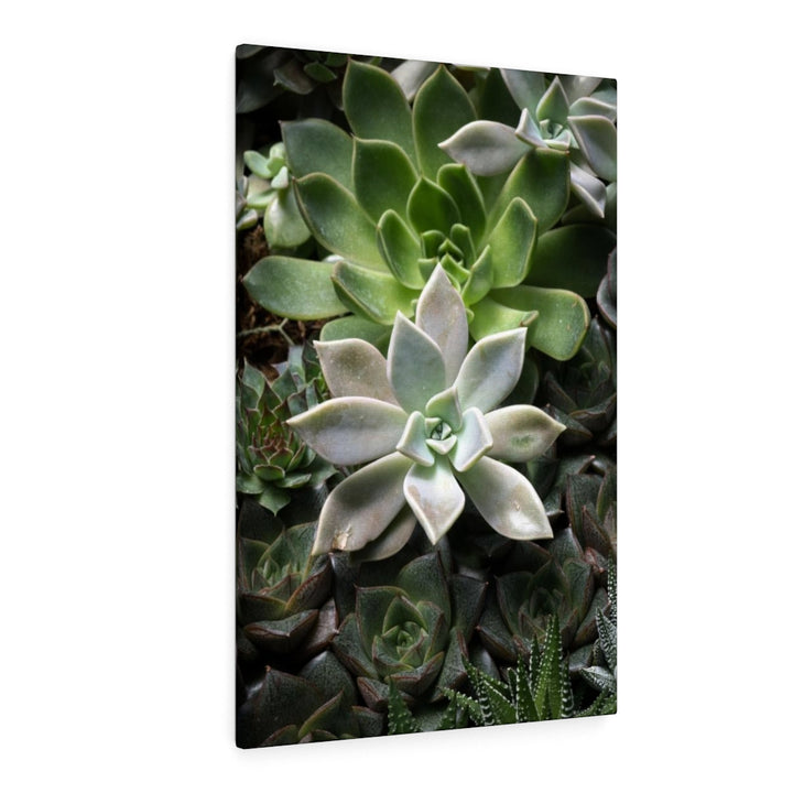 Succulent - Array - Canvas