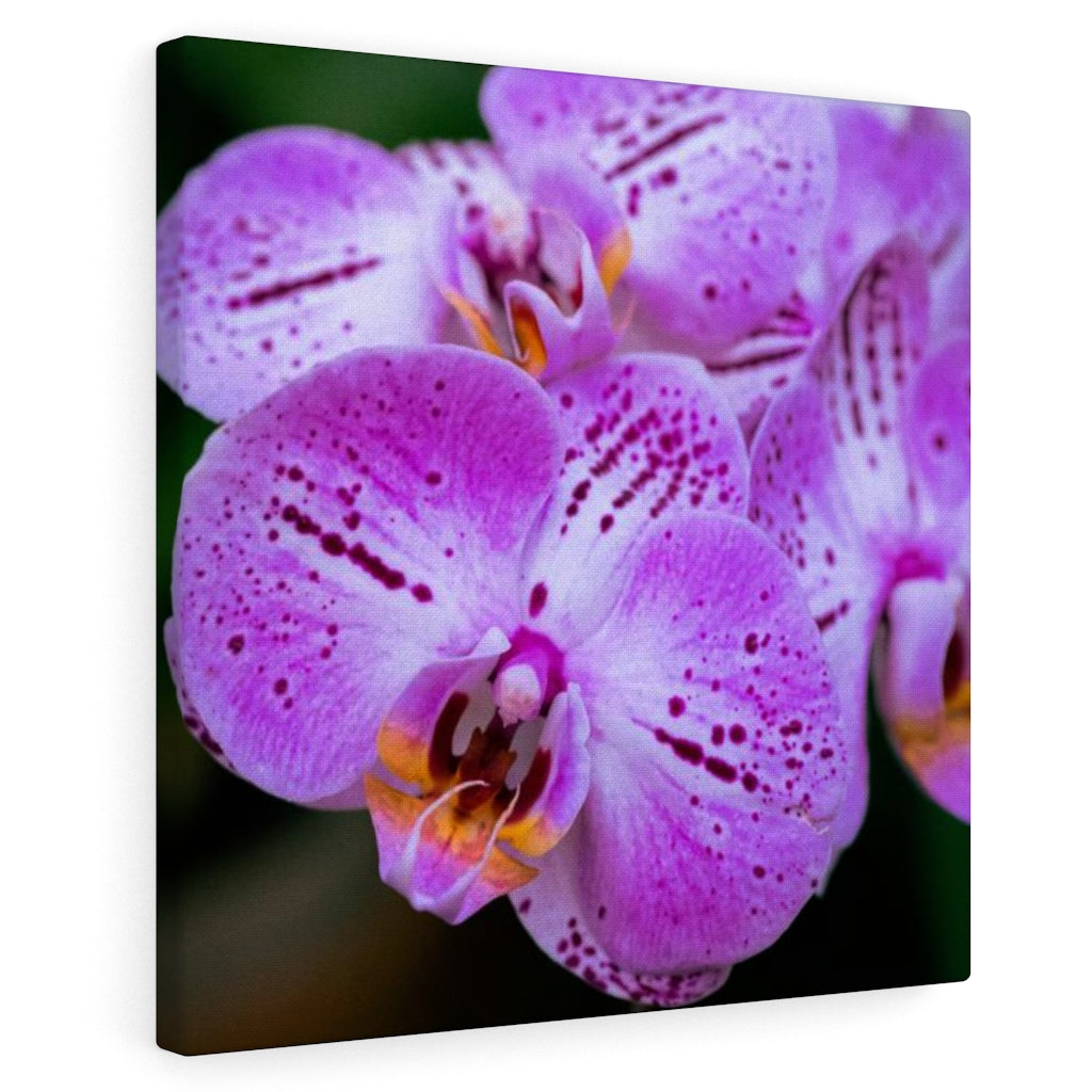 Orchid in Pink - Canvas