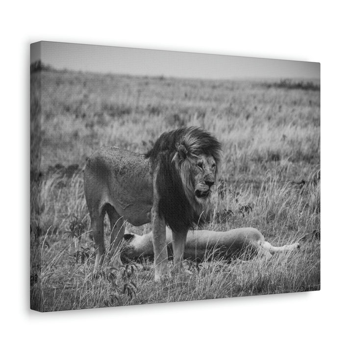 Mating Lions in Black and White - Canvas