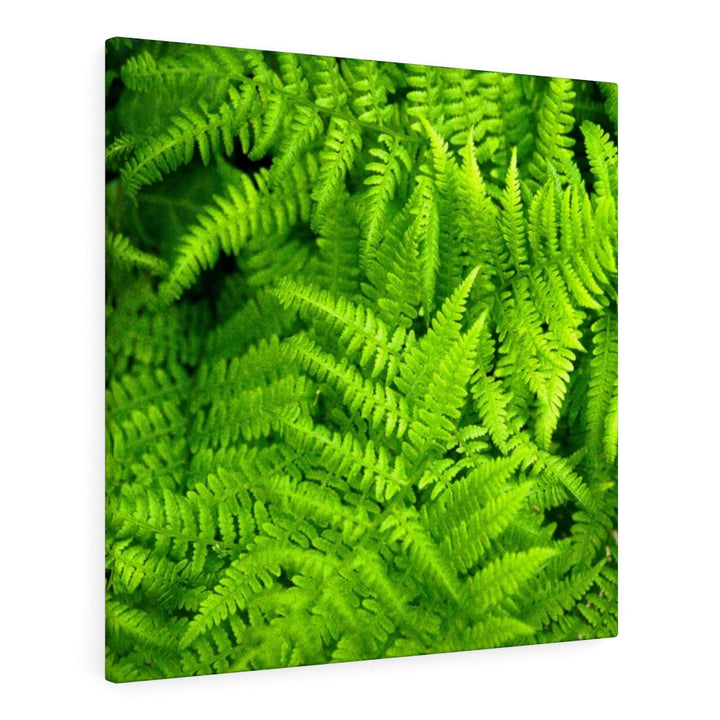 Ferns, Ferns, Ferns - Canvas