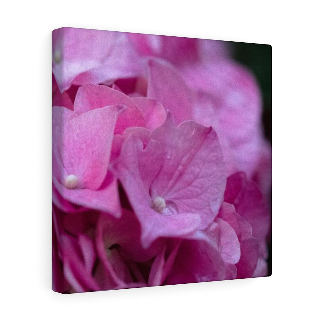 Pink Hydrangea Detail - Canvas