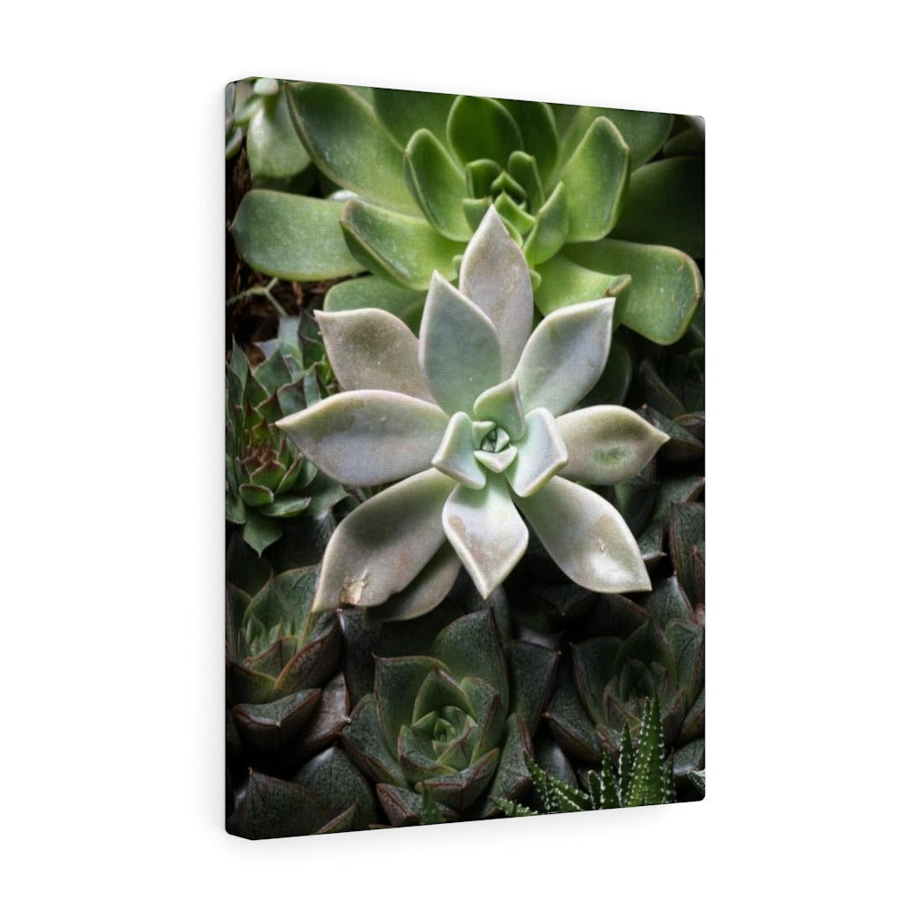 Succulent - Array - Canvas