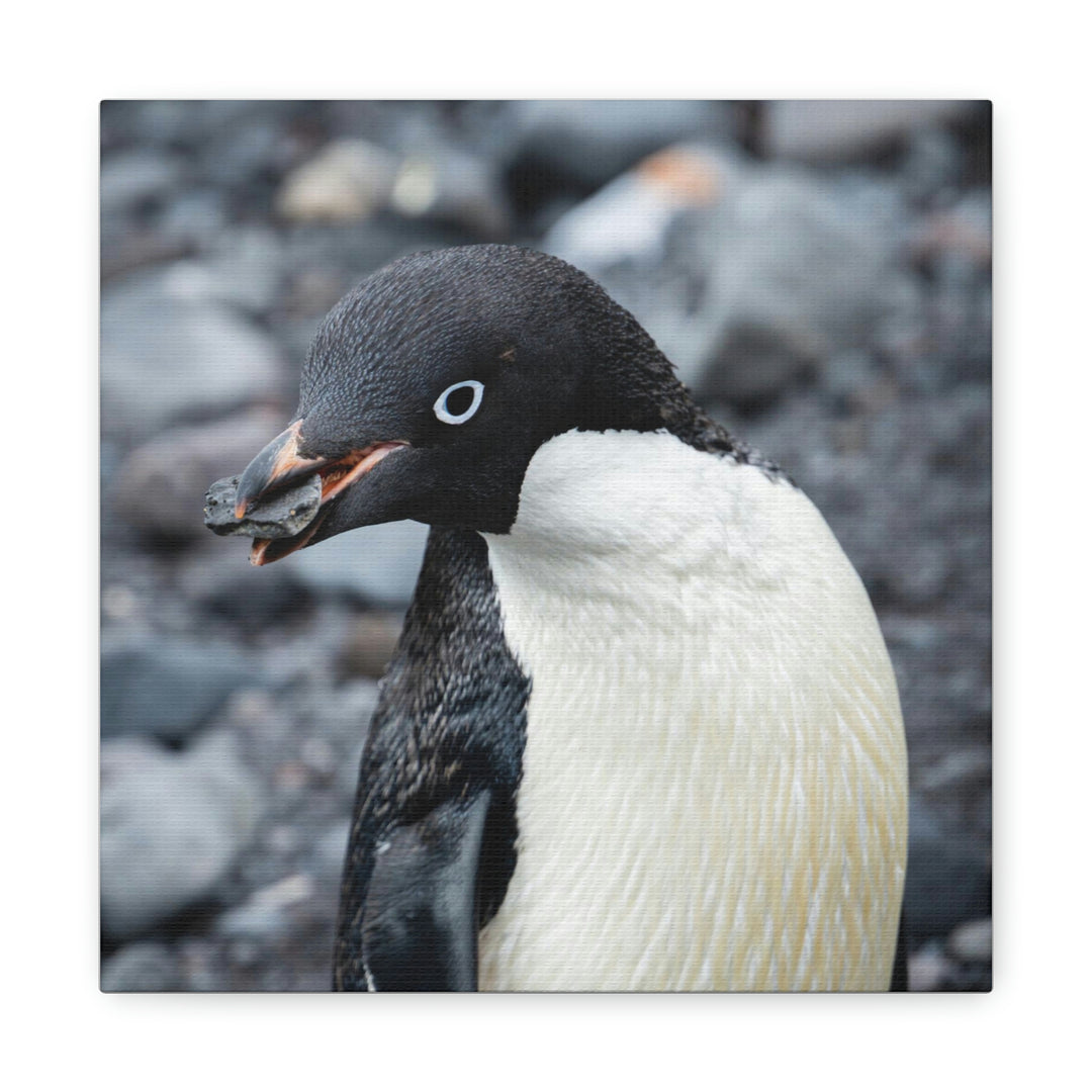 A Penguin's Pebble - Canvas