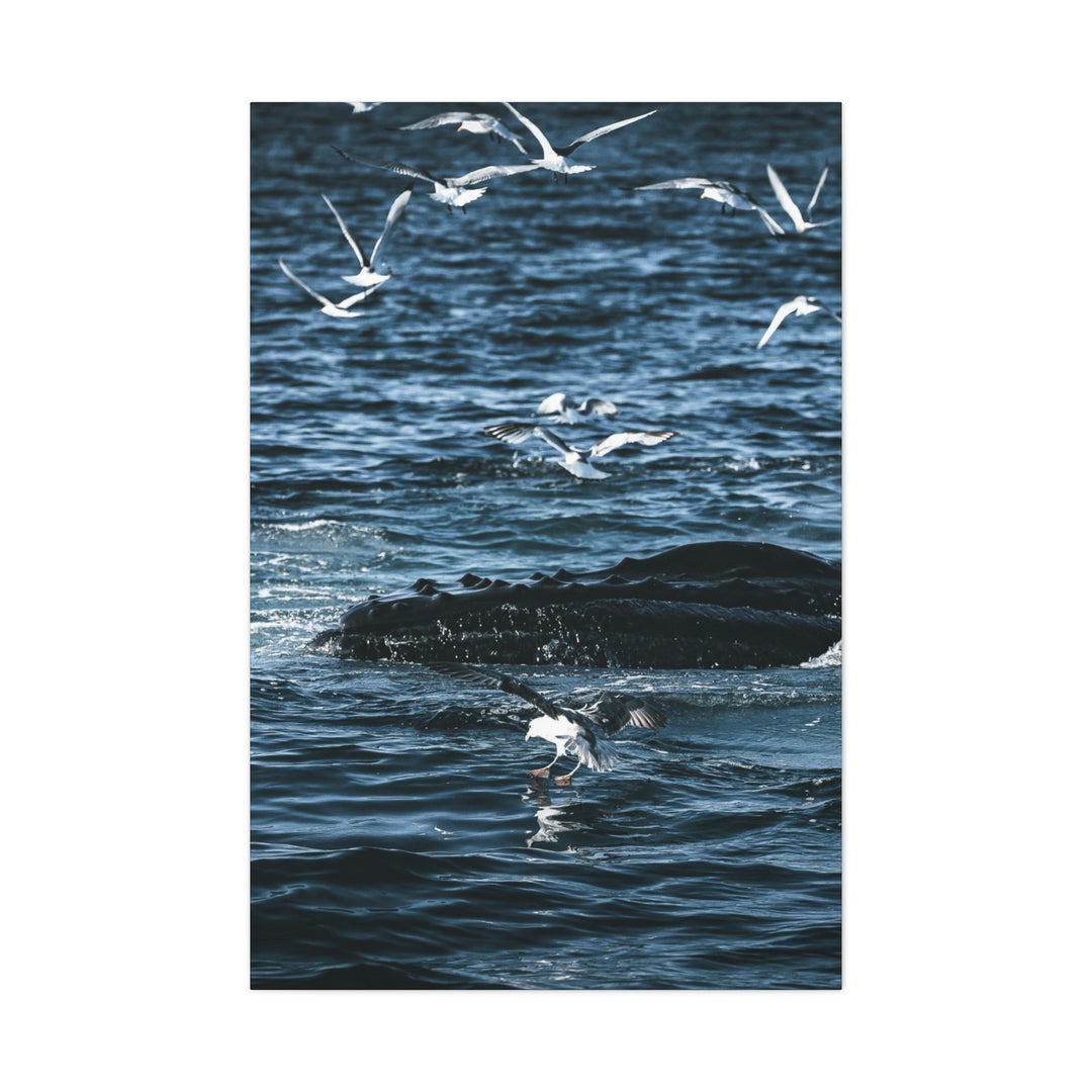 Humpback Hello - Canvas