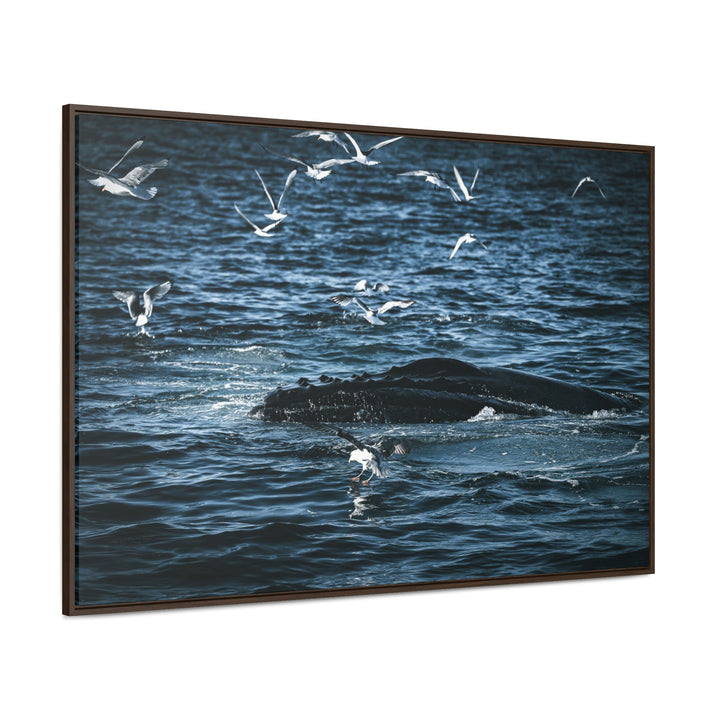 Humpback Hello - Canvas with Frame