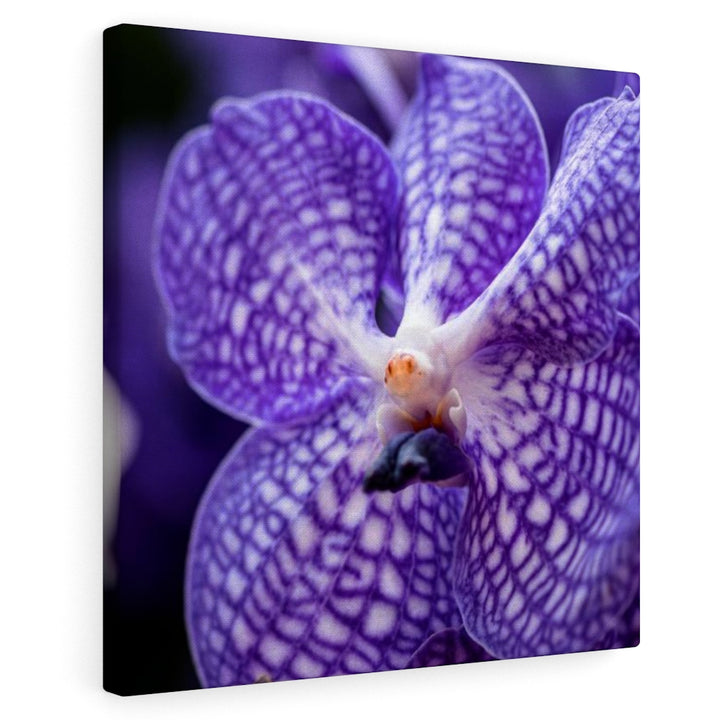 Orchid Detail - Canvas