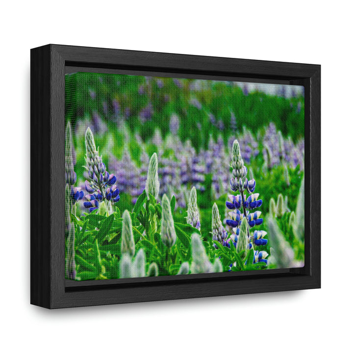 Glowing Lupin with Mountains - Canvas with Frame