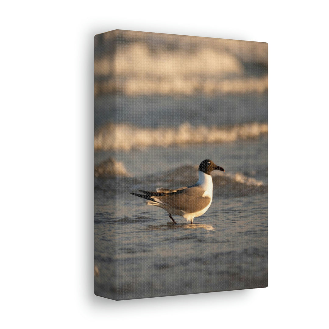 Laughing Gull in the Surf - Canvas