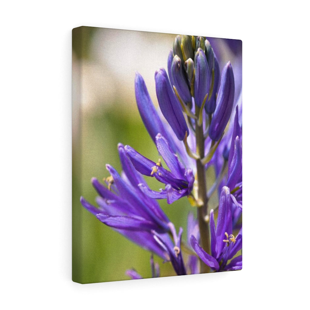 Camas in Bloom - Canvas