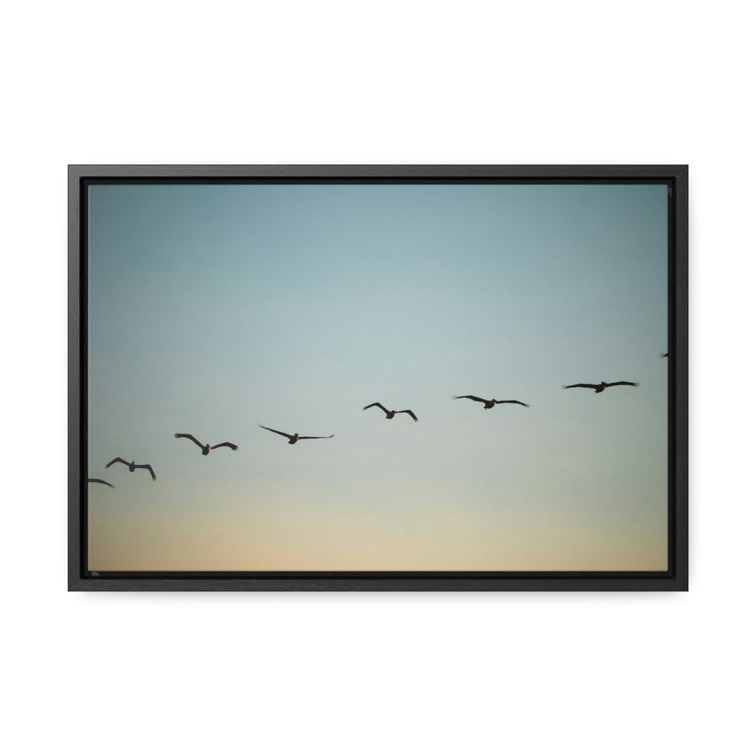 Brown Pelicans in Flight - Canvas with Frame