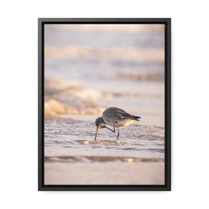 Willet Itch - Canvas with Frame